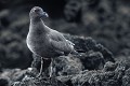 Mouette des laves (Larus fuliginosus) - île de Santa Cruz (Caleta tortuga negra) - Galapagos Ref:36936
